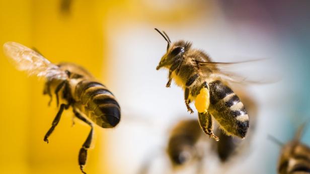 Sonne lockt die Bienen Gwyneth Paltrow: Bienenstiche als Beauty-Trick