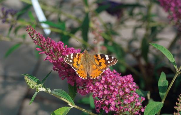 So locken Sie Schmetterlinge in Ihren Garten