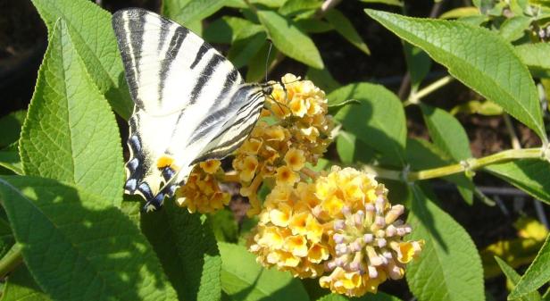 So locken Sie Schmetterlinge in Ihren Garten