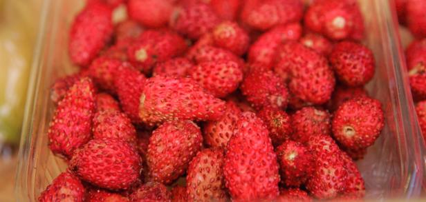 Warum heimische Erdbeeren heuer früher reif sind