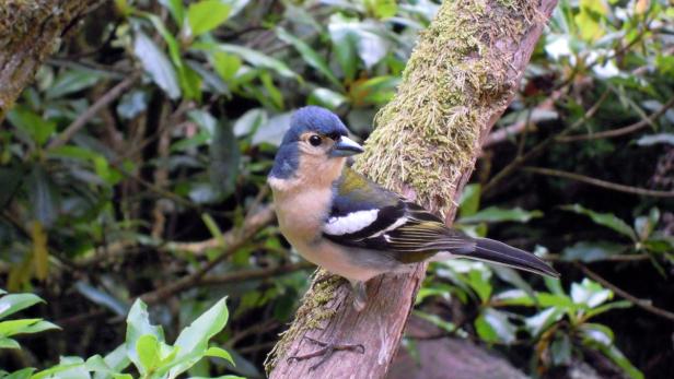Ein Buchfink sitzt auf einem moosbewachsenen Ast.