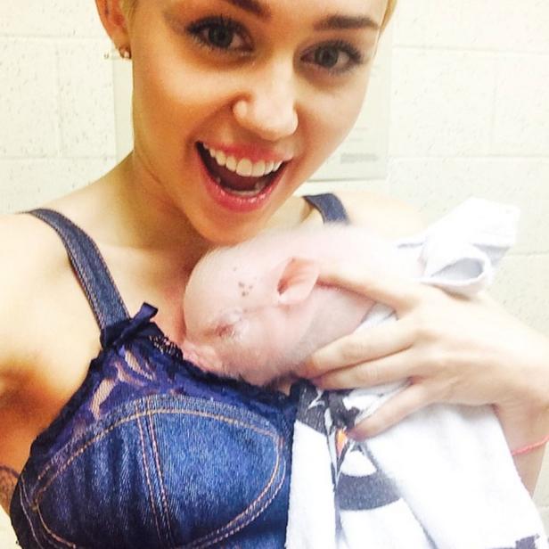 Miley Cyrus hält ein Ferkel im Arm.