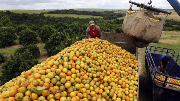 Erntehelfer arbeiten auf einer Orangenplantage.