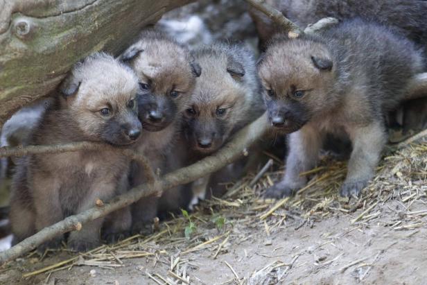 Vier graue Wolfswelpen kuscheln sich aneinander unter einem Baumstamm.