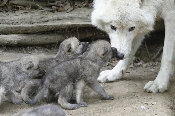 Ein weißer Wolf beobachtet neugierig eine Gruppe kleiner Wolfswelpen.