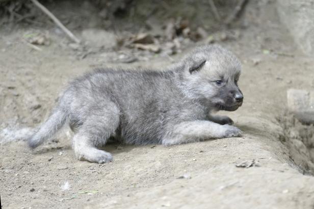 Ein grauer Wolfswelpe liegt auf dem Boden.