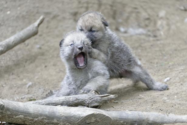 Zwei Wolfswelpen spielen miteinander im Sand.