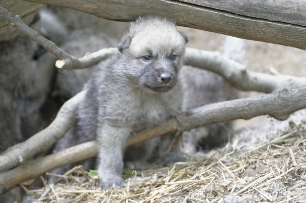 Ein grauer Wolfswelpe steht zwischen Ästen und Stroh.