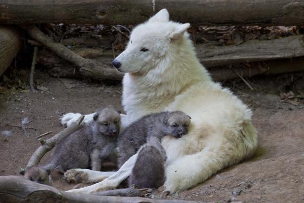 Ein weißer Arktiswolf liegt mit seinen grauen Welpen im Wald.