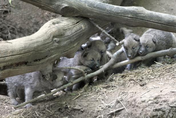 Mehrere Wolfswelpen kuscheln sich aneinander unter einem Baumstamm.
