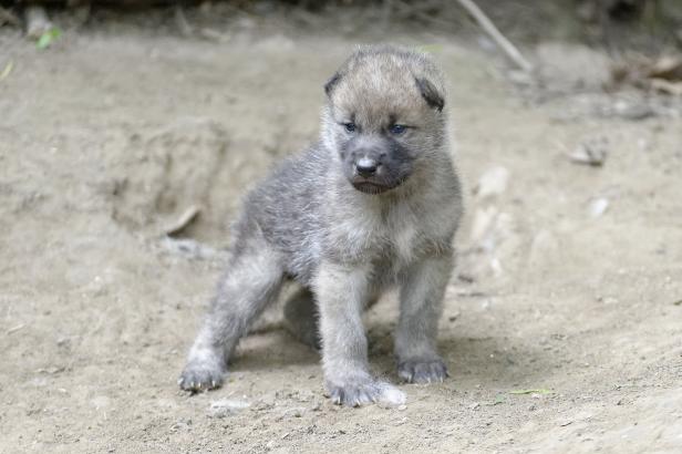 Ein grauer Wolfswelpe steht auf einem sandigen Untergrund.