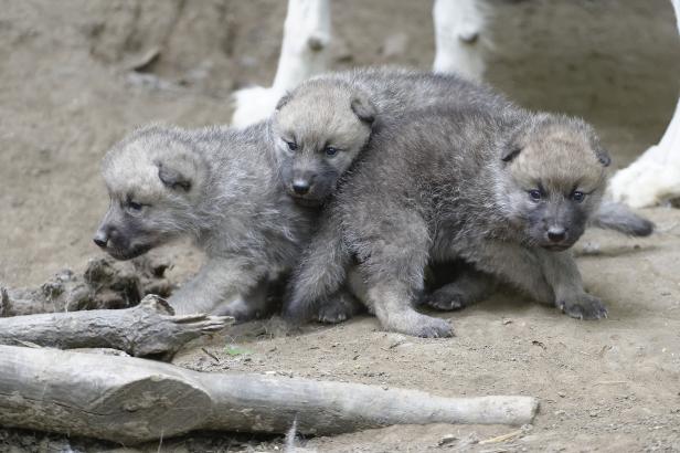 Drei graue Wolfswelpen kuscheln sich aneinander.