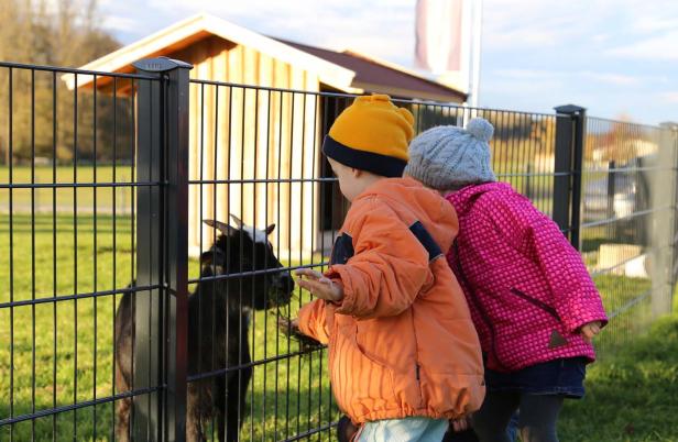 Zwei Kinder füttern eine kleine Ziege durch einen Zaun.