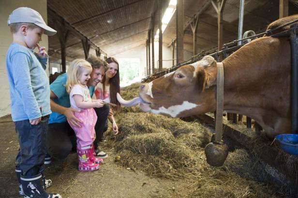 Eine Familie füttert eine Kuh mit einem Stock in einem Stall.