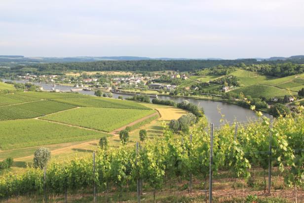 Blick über grüne Weinberge auf einen Fluss und eine kleine Stadt.