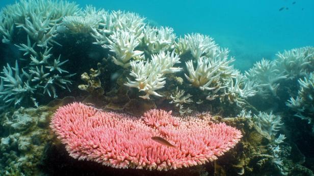 Korallenbleiche: Great Barrier Reef mit neuen Schäden