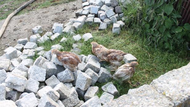Drei junge Hühner stehen zwischen Steinen und Gras.