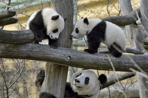 Pandazwillinge dürfen mit ihrer Mama nach draußen