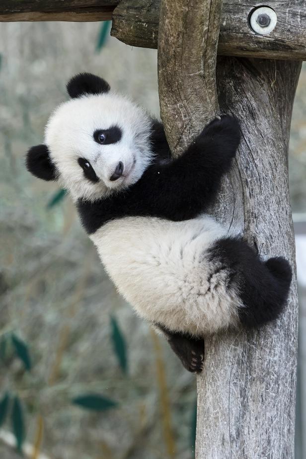 Pandazwillinge dürfen mit ihrer Mama nach draußen