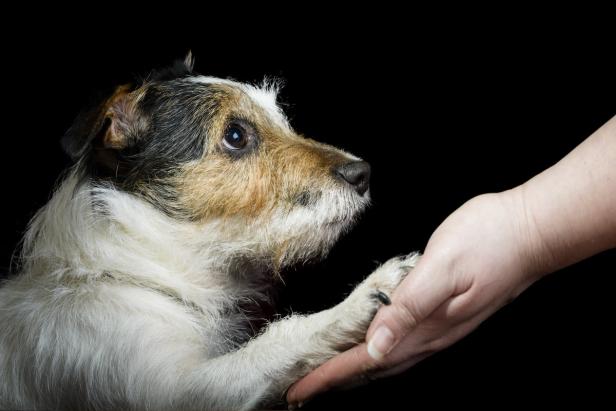 Martin Rütter: Tipps vom Hundeprofi