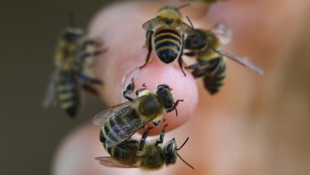 Wissenschafter finden Gegengift gegen Bienenstiche