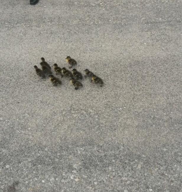 Eine Gruppe Entenküken läuft über eine graue Asphaltfläche.
