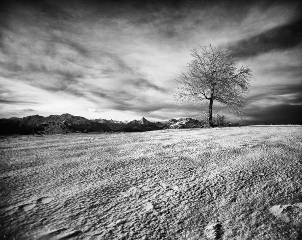 Ein kahler Baum steht auf einem schneebedeckten Feld vor einer Bergkette.