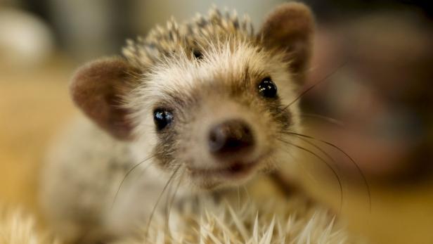 Ein junger Igel blickt in die Kamera.