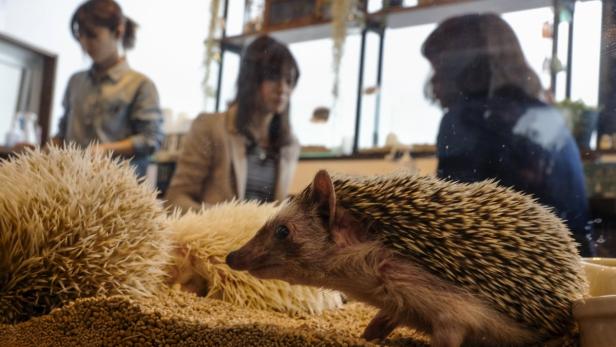 Mehrere Igel in einem Gehege mit drei Frauen im Hintergrund.