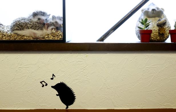 Drei Igel kuscheln in einem Glaskasten, darunter eine stilisierte Igelsilhouette mit Noten an der Wand.