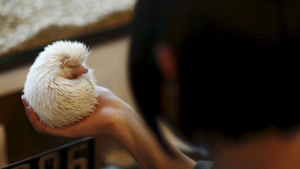 Ein Albino-Igel rollt sich auf einer Hand zusammen.