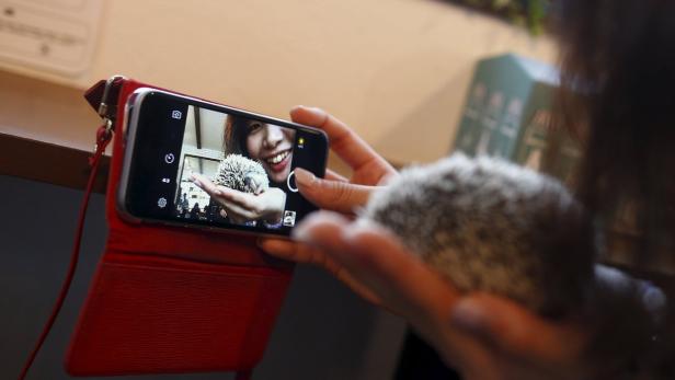 Eine Frau macht mit ihrem Smartphone ein Foto von einer anderen Frau, die einen Igel hält.