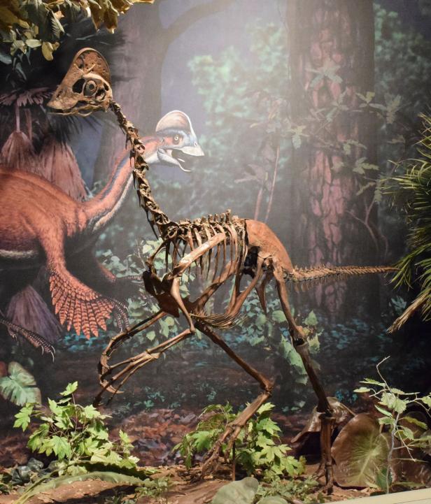 Das Skelett eines Dilophosaurus steht vor einem Diorama mit Waldmotiv.