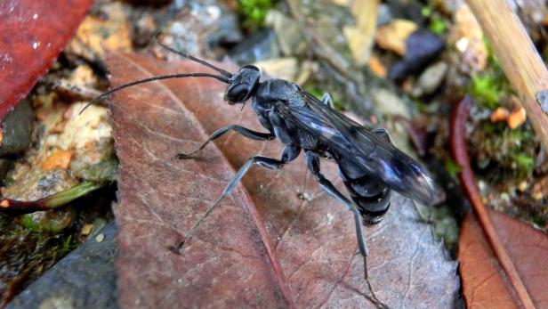Eine schwarze Schlupfwespe sitzt auf einem braunen Blatt.