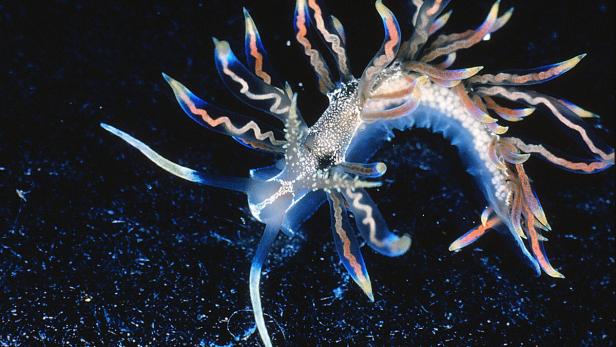 Eine bunte Nacktschnecke im dunklen Wasser.