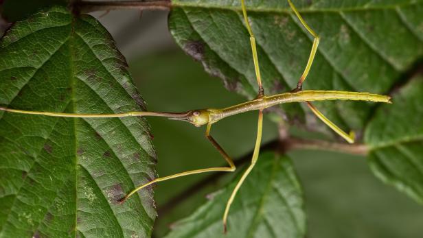 Ein Stabschrecke ruht auf einem grünen Blatt.