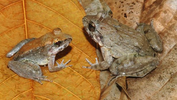 Zwei Frösche sitzen auf einem braunen Blatt.