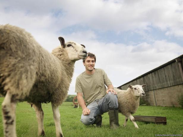 Ein Mann kniet auf einer Wiese neben zwei Schafen.