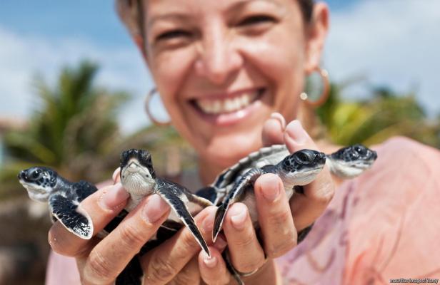 Eine Frau hält vier kleine Meeresschildkröten in ihren Händen.