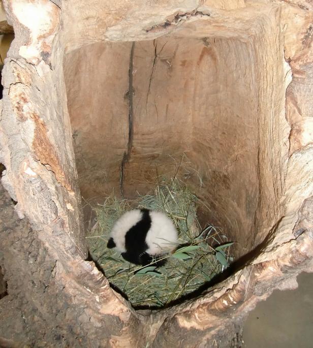 Fu Bao als "Pandababy des Jahres" nominiert