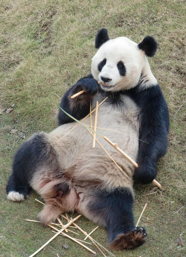 Fu Bao als "Pandababy des Jahres" nominiert