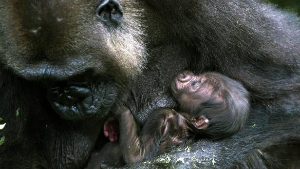 Ein Gorilla hält sein schlafendes Junges im Arm.