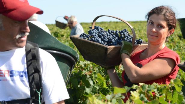 Eine Frau trägt einen Korb voller dunkler Trauben bei der Weinlese.