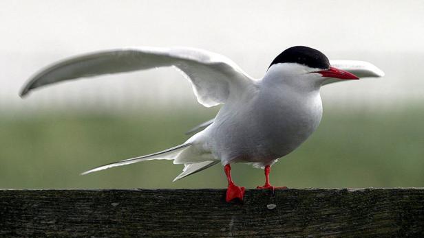 Überflutete Insel-Schätze der Nordsee