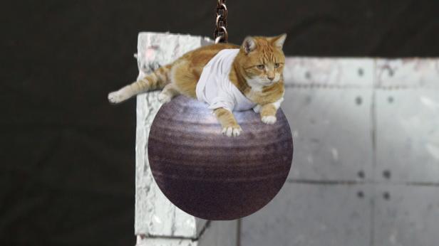 Eine orangefarbene Katze in einem weißen Hemd reitet auf einer Abrissbirne.