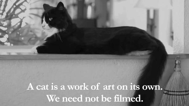 Eine schwarz-weiße Katze liegt auf einer Fensterbank.