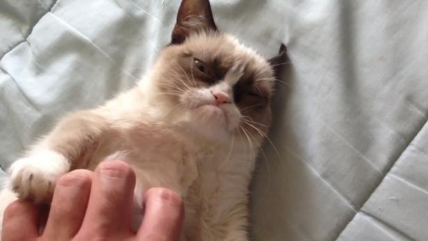 Eine mürrisch dreinblickende Katze wird von einer Hand gestreichelt.