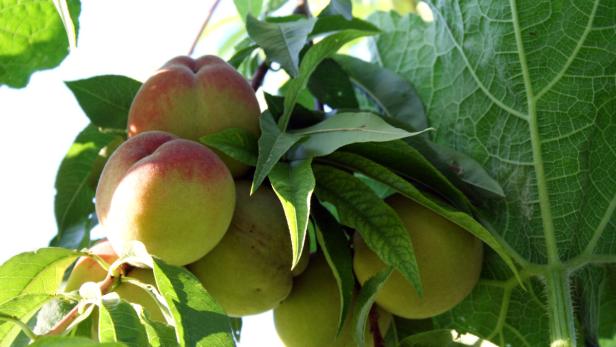 Lafer kocht mit den Jahreszeiten: Marmeladen & Konfitüren