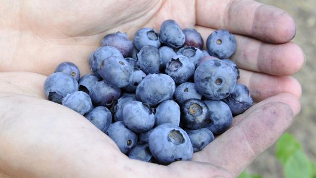 Lafer kocht mit den Jahreszeiten: Marmeladen & Konfitüren