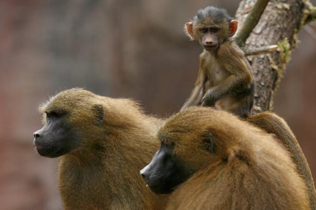 Ein Pavianbaby sitzt auf dem Rücken eines erwachsenen Pavians.